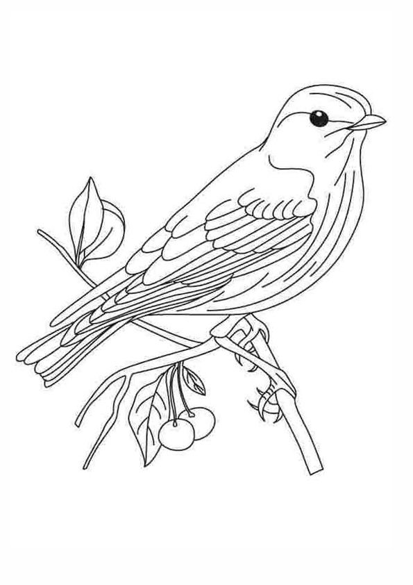 Coloring pages printable robin coloring pages