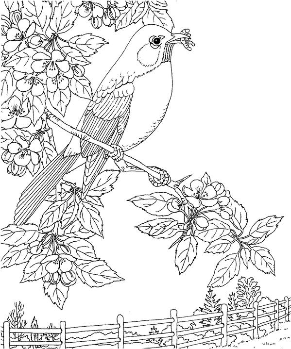 Michigan robin coloring page purple kitty