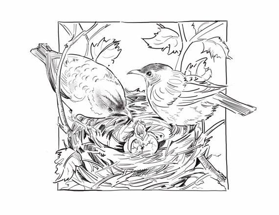 Robin familyinstant digital download coloring pagecoloring artkids and adultsblackwhite drawingpenink stylebaby birdbird nest