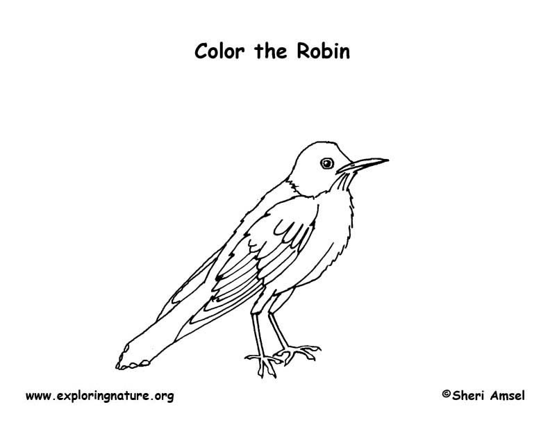 Robin coloring page