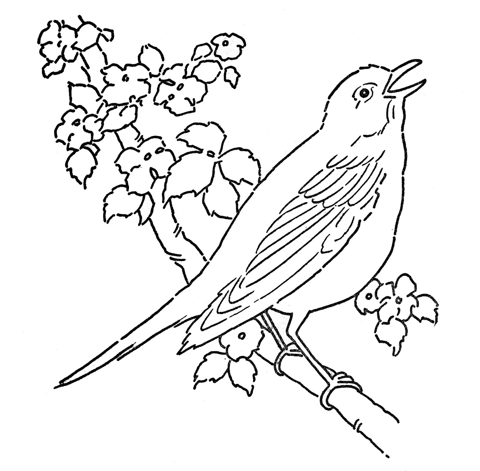 Robin coloring pages