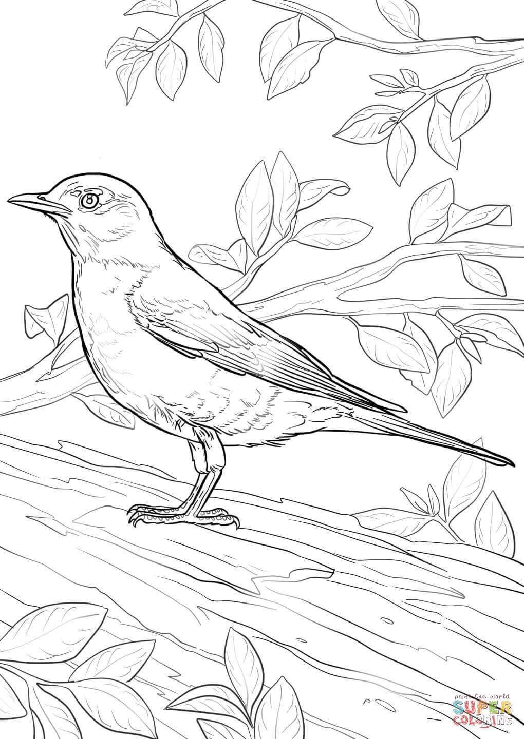 American robin coloring page free printable coloring pages