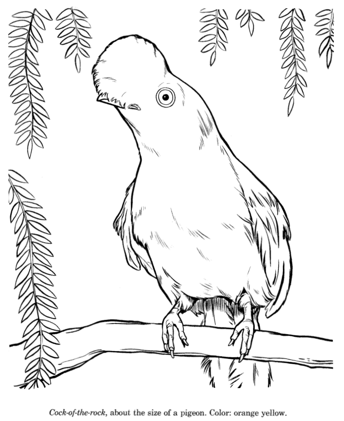Animal drawings coloring pages cock