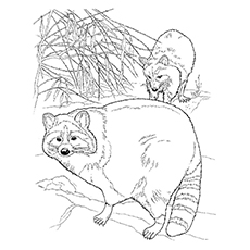 Funny raccoon coloring pages your toddler will love to color