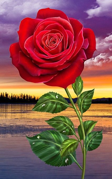 Artãstica rosa roja papier peint nature fleurs gif fleurs image de rose