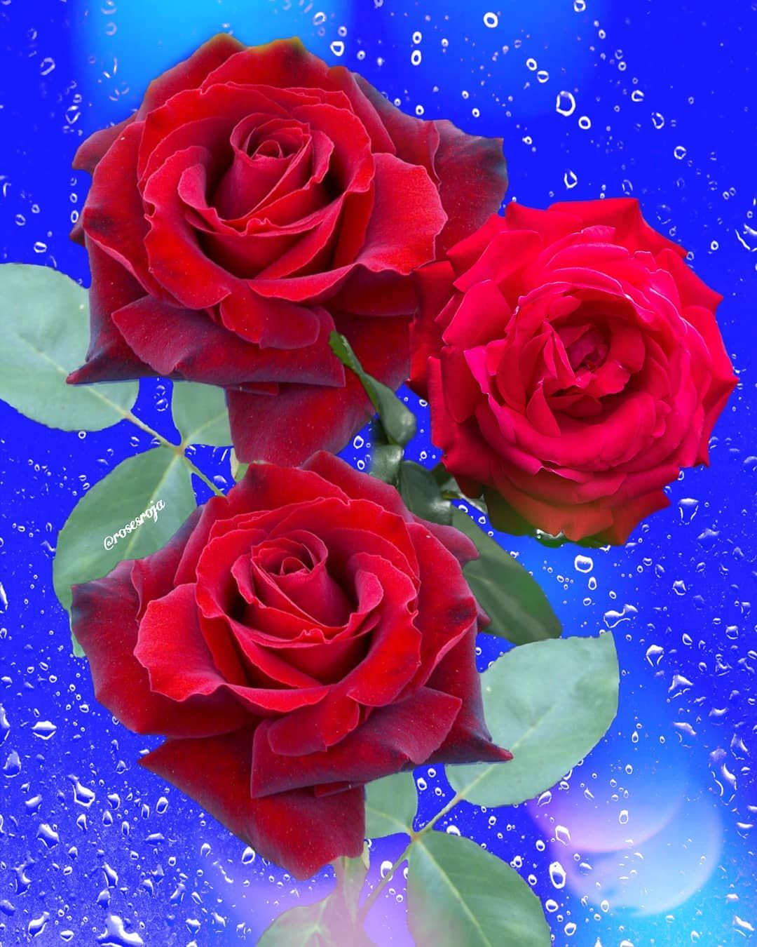 Roses roja on instagram âhappy weekend rosesroja bouquet instarose roses flowers rose happyweekend redrosesâ beautiful flowers rose flowers