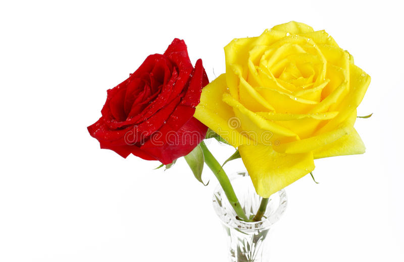 Beautiful red and yellow roses stock image