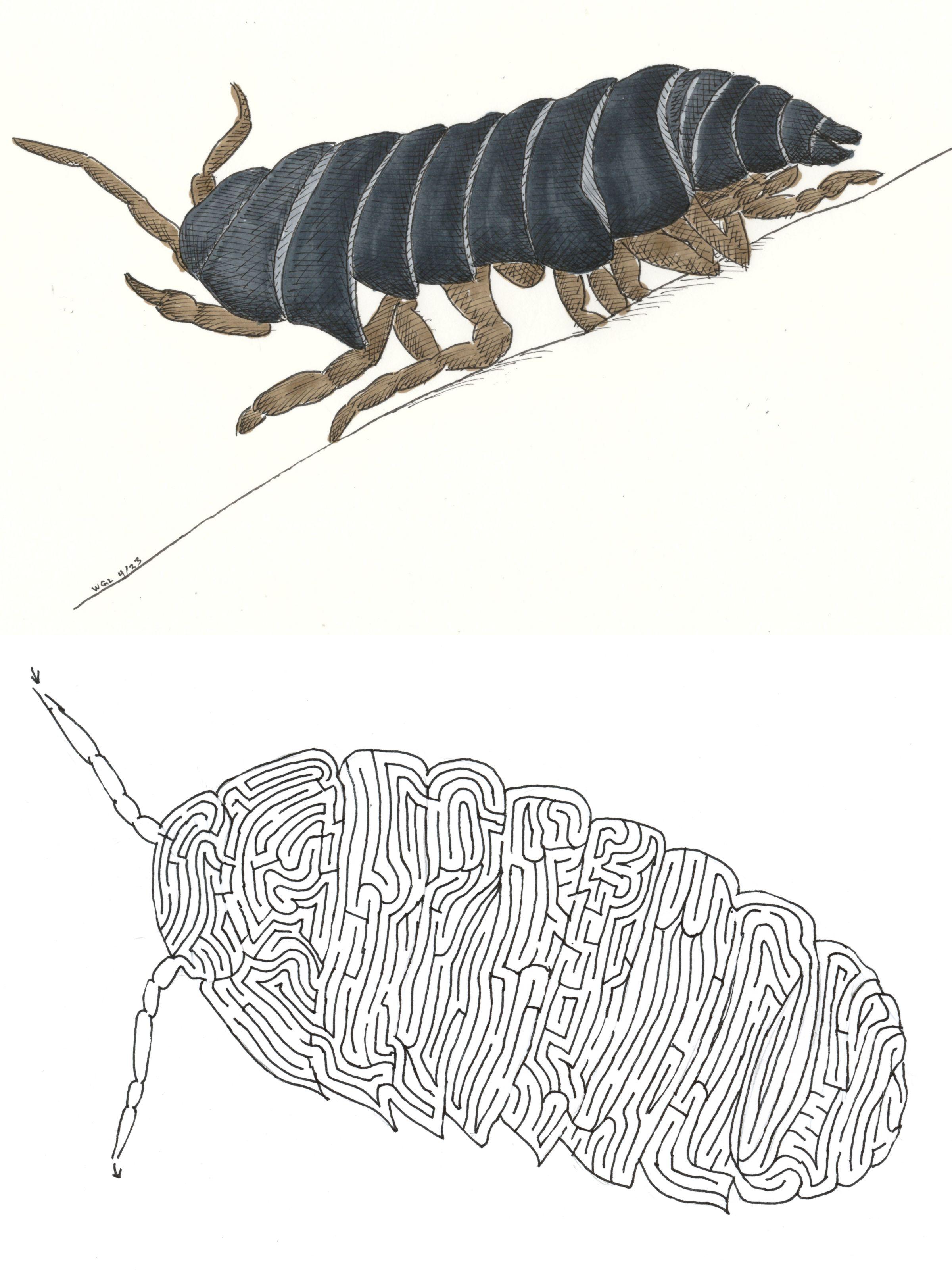 I love drawing invertebrates especially pill bugs and octopuses herea a a sketch of a roly polypill bugwood lousearmadillidium from last week plus a maze from rawwnverts