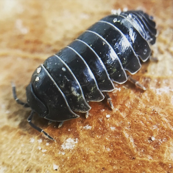 How to make a roly poly habitat with kids