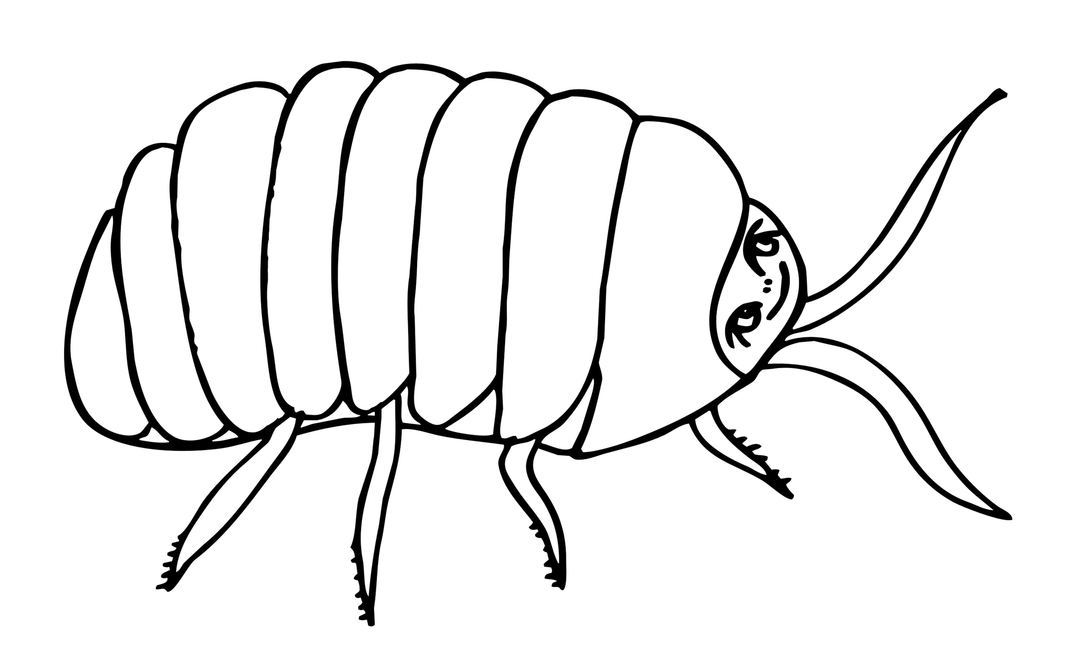 Insects coloring pages