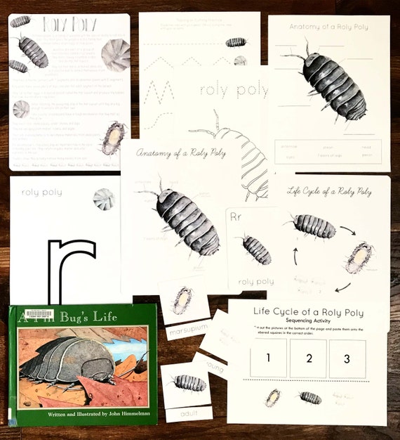 Roly poly mini nature study