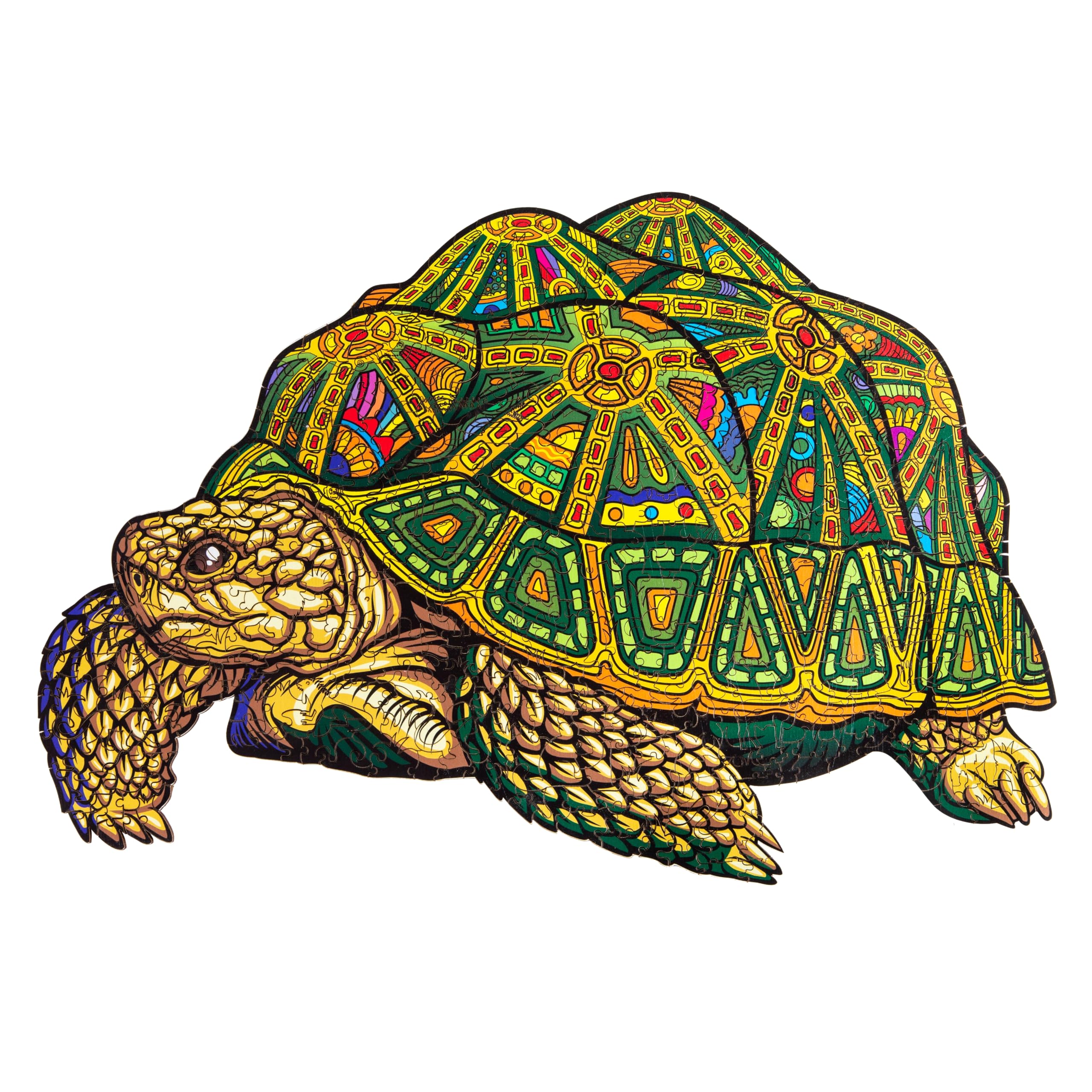 Leogor wise turtle