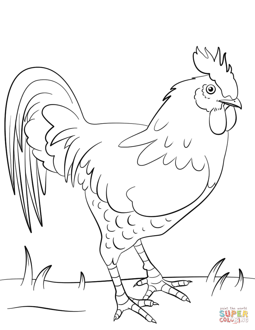 Rooster coloring page free printable coloring pages