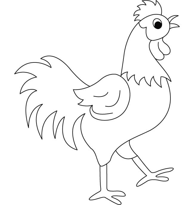 Chicken