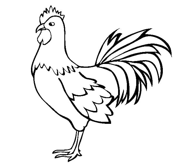 Chicken