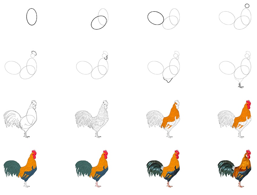 How to draw a rooster