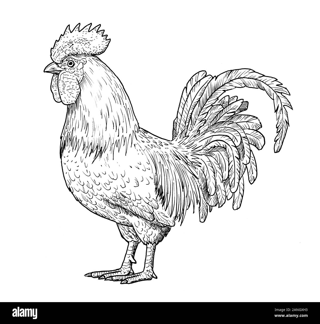 Rooster drawing hi