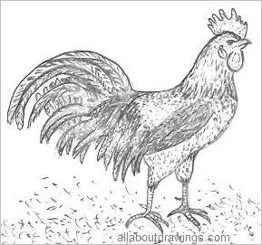 Copy these simple rooster drawings