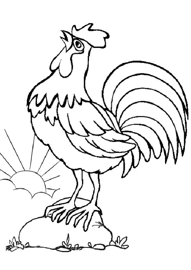 Rooster coloring pages for kids animals birds coloring