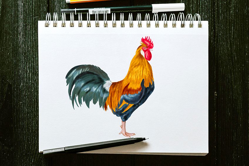 How to draw a rooster