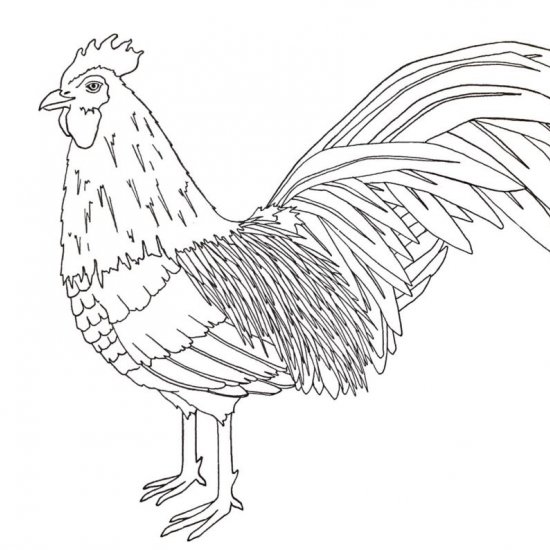 Year of the rooster coloring page