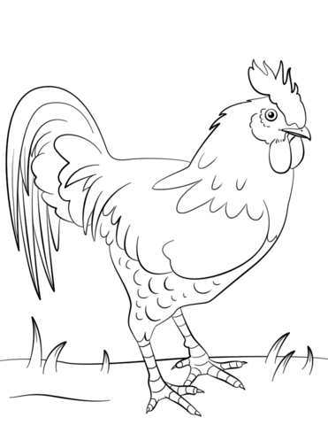 Rooster coloring page free printable coloring pages