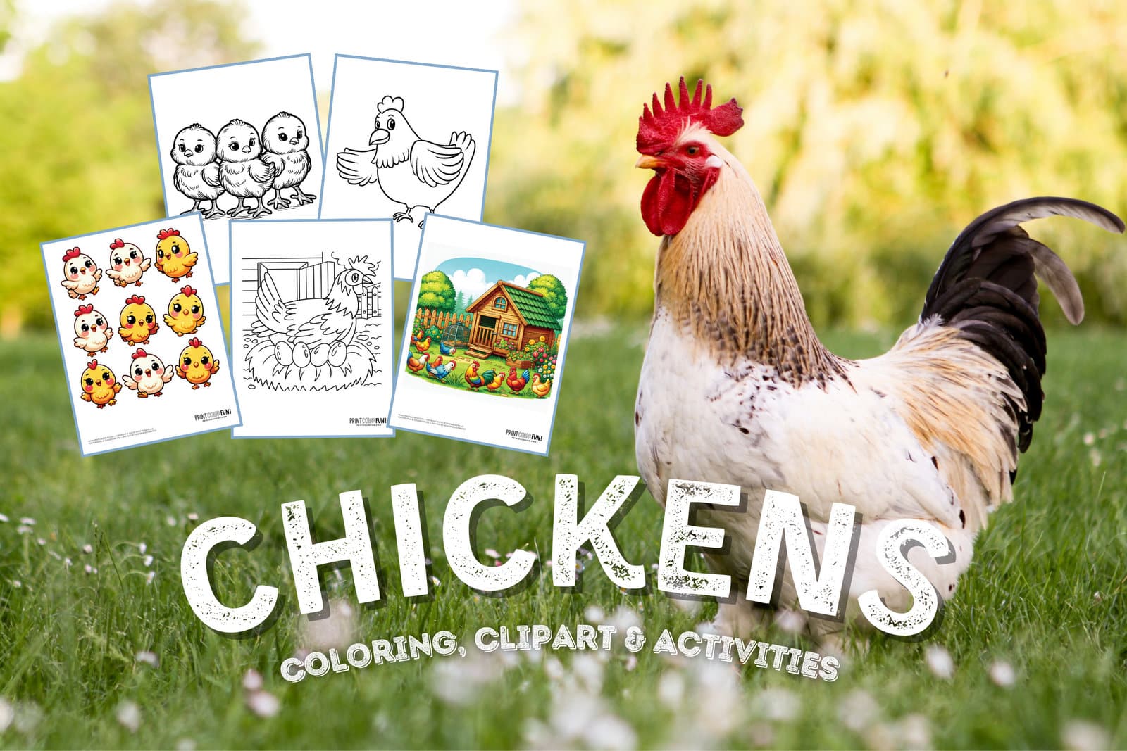 Chicken clipart coloring pages creative activities featuring rooster hen chick friends at