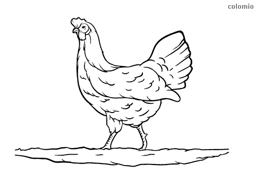 Chicken coloring pages free printable chick coloring sheets