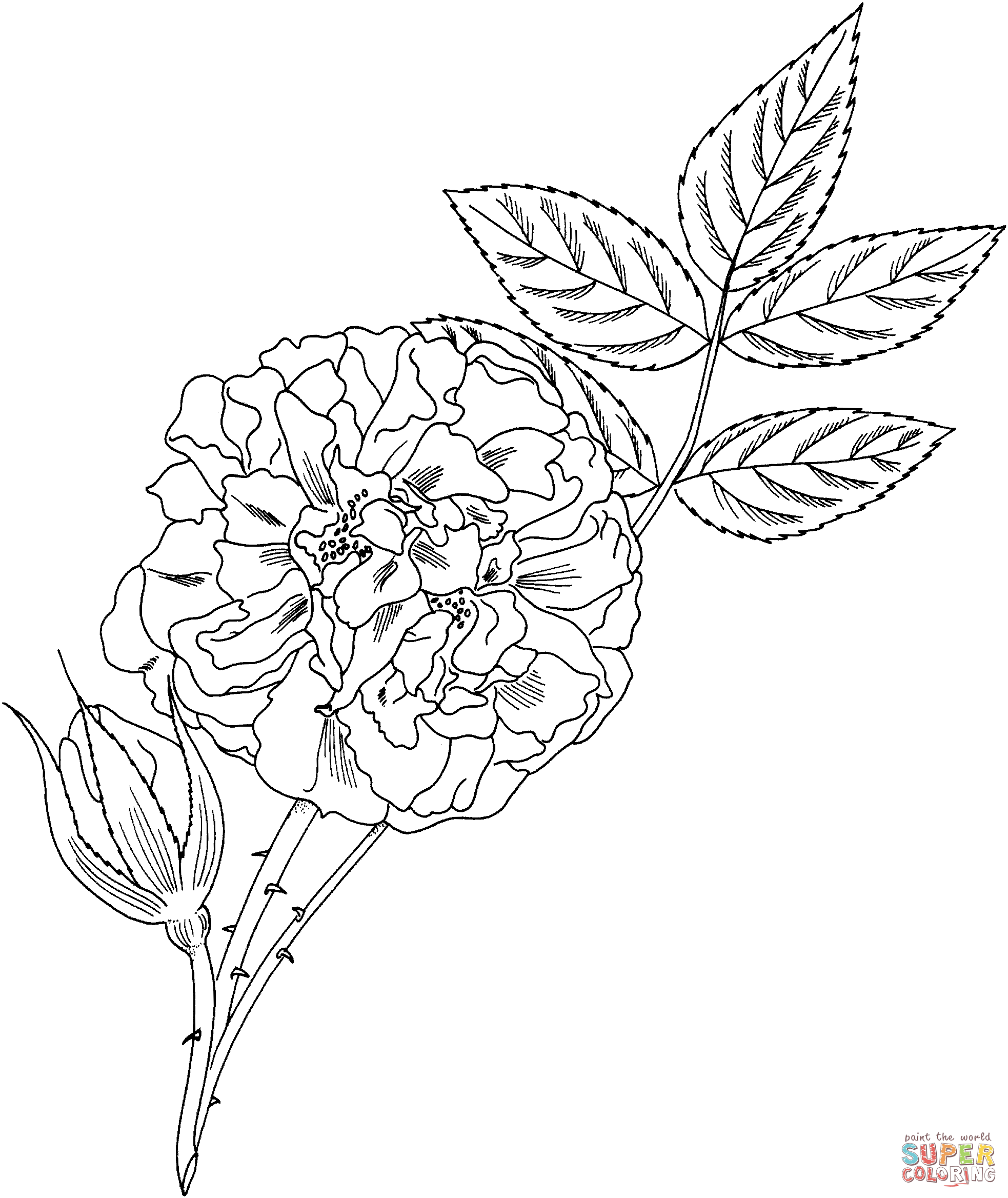 Great maidens blush alba rose coloring page free printable coloring pages