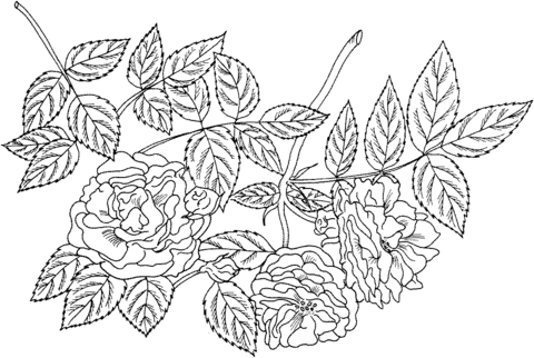 Tuscany superb gallica rose coloring page free printable coloring pages