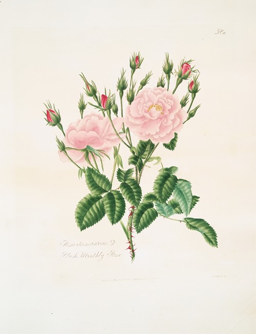 Rosa alba or great maidens blush rose by mary lawrance