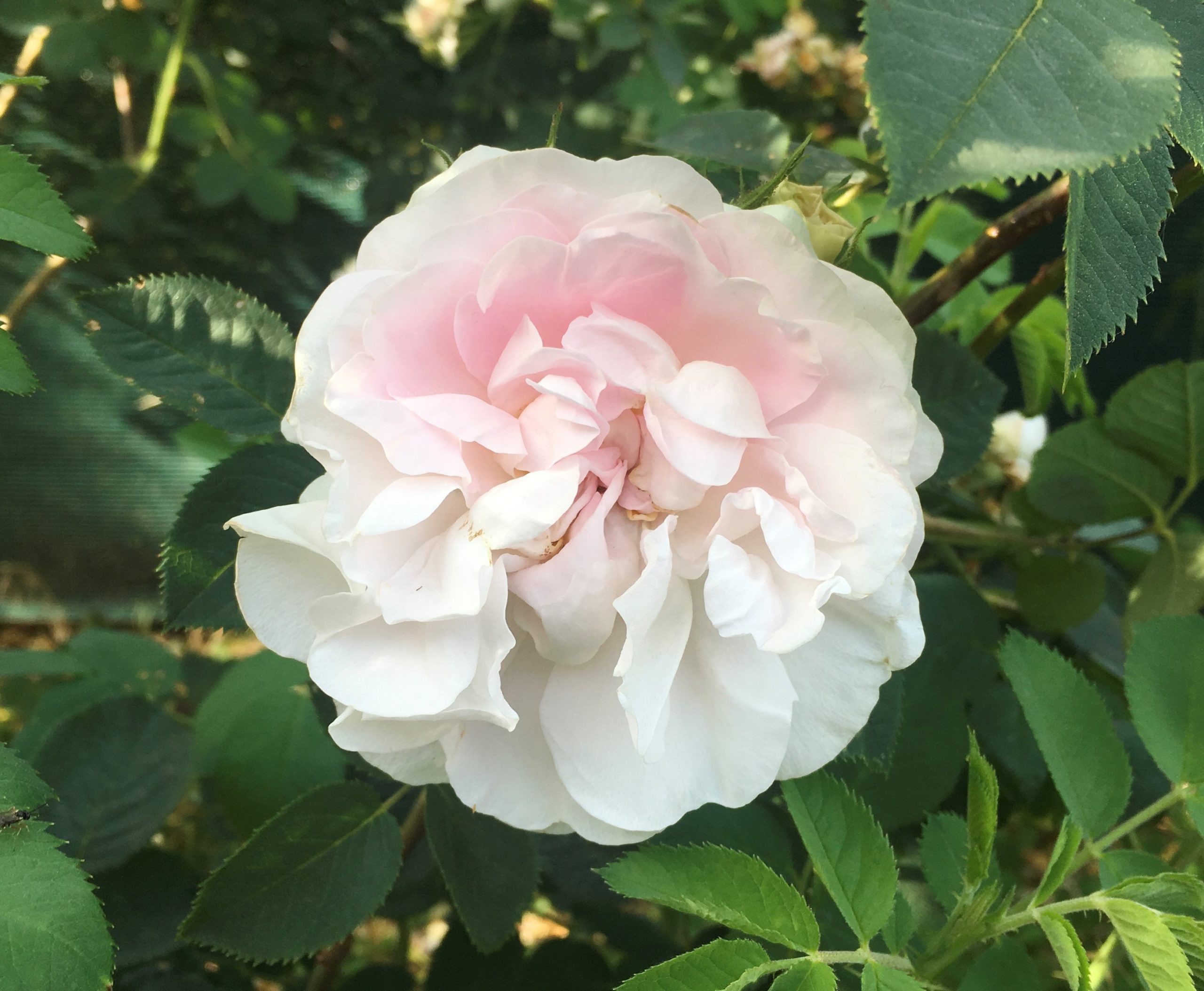 Great maidens blush rose antiche rosso tiziano