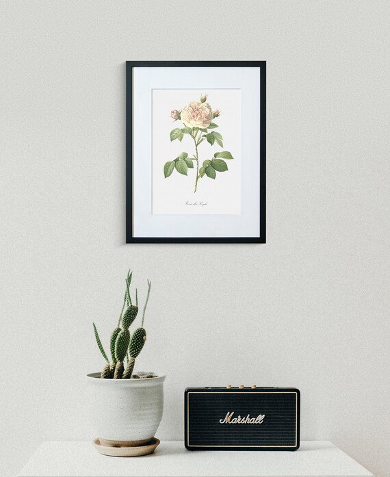 Rose art print floral art great maidens blush rosa alba regalis botanical print