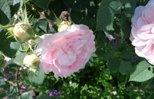 Roses in the garden deborah cooke her books