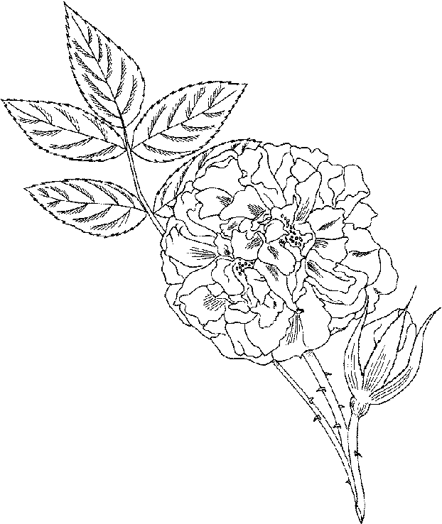 Rose coloring pages