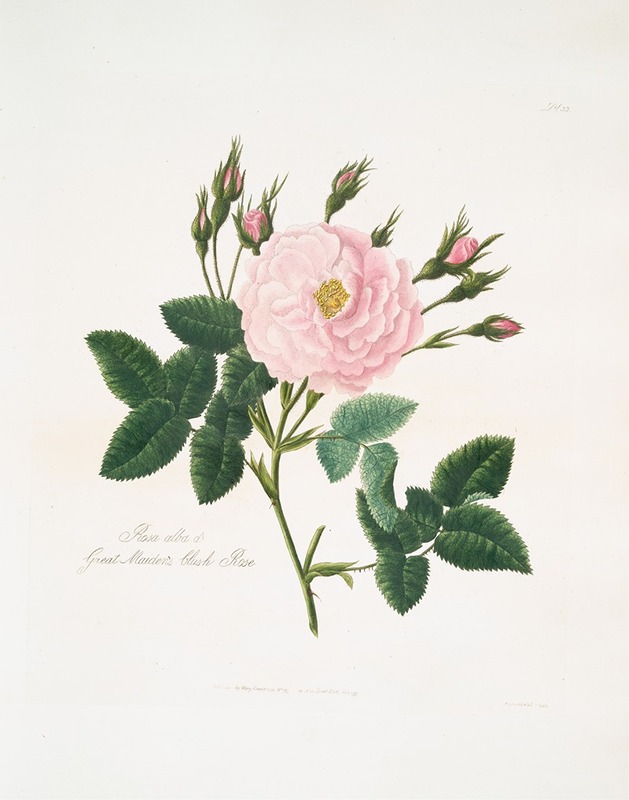 Rosa alba or great maidens blush rose by mary lawrance