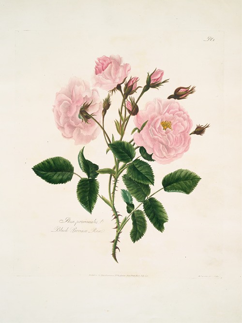 Rosa alba or great maidens blush rose by mary lawrance