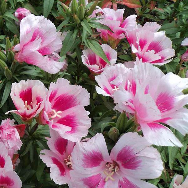 Pink godetia maiden blush flower seeds per packet â