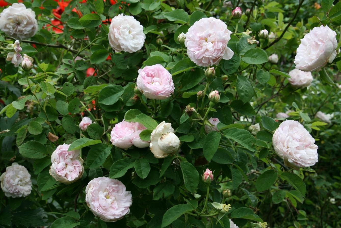 Rosa great maidens blush rosa x alba var regalis