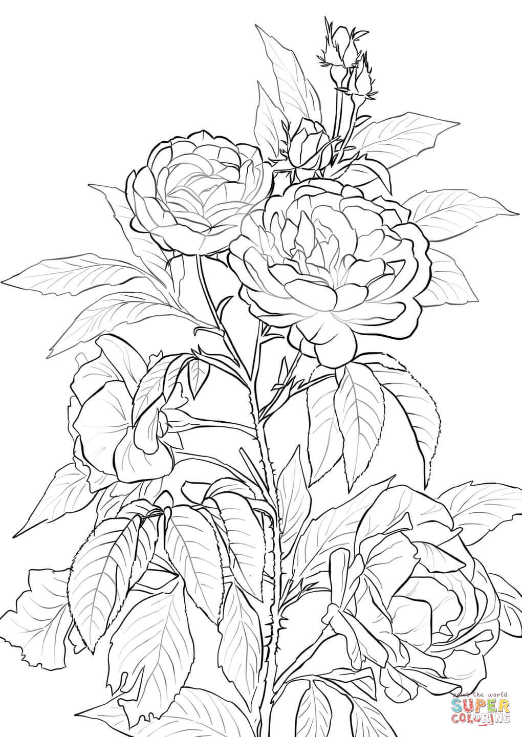 Rose coloring page free printable coloring pages