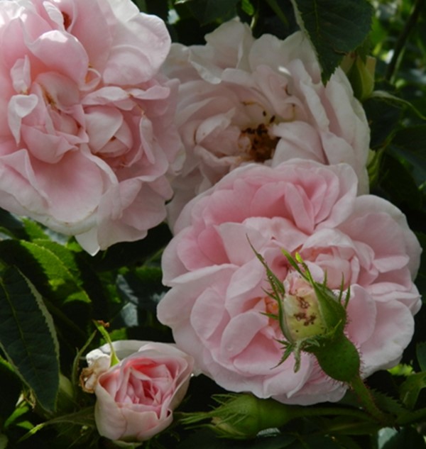 Old garden roses in voläji potok