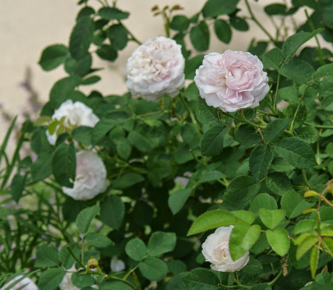 Visit my garden rose garden in early summer