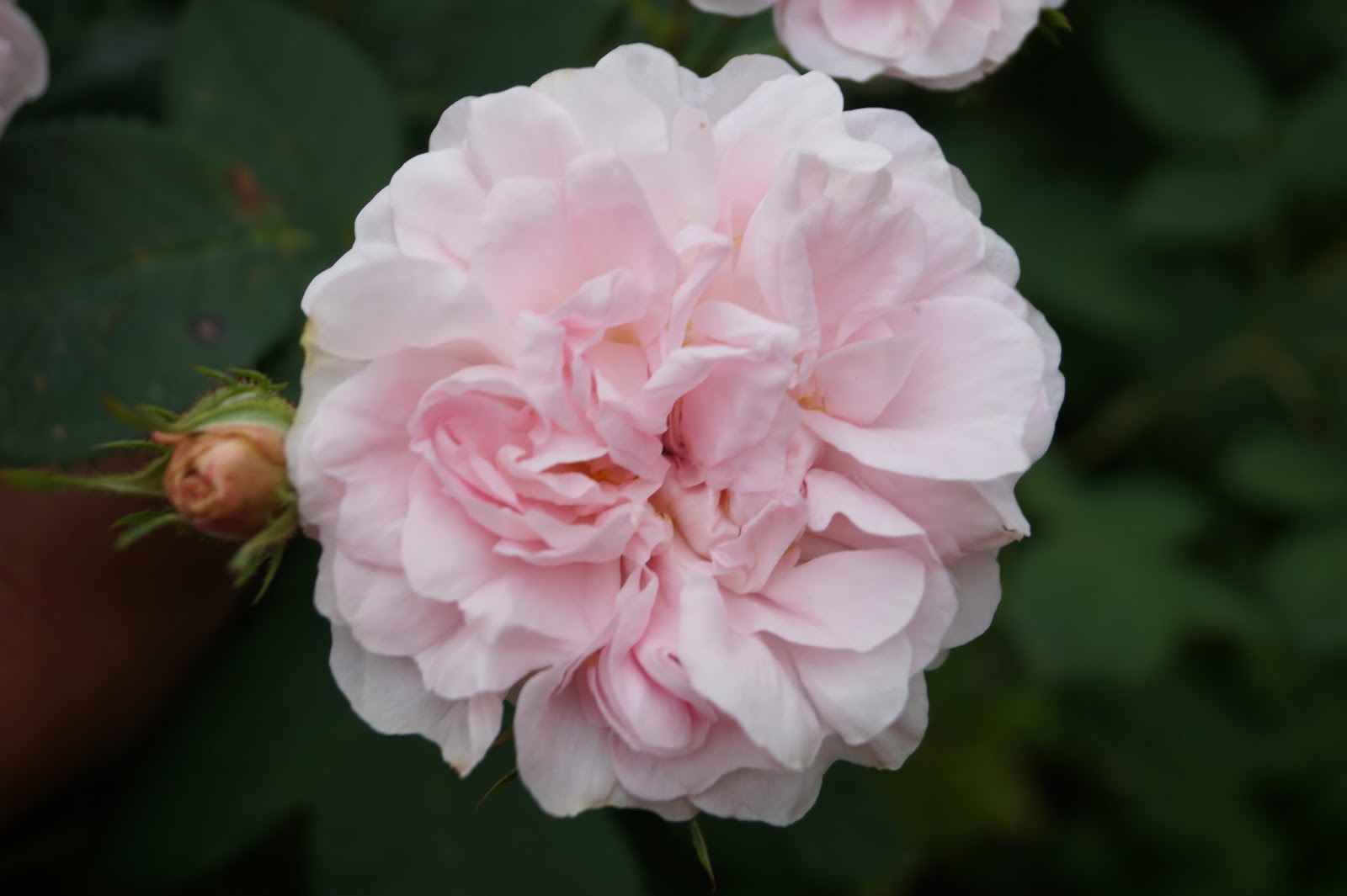 Lillians hage rosa great maidens blush