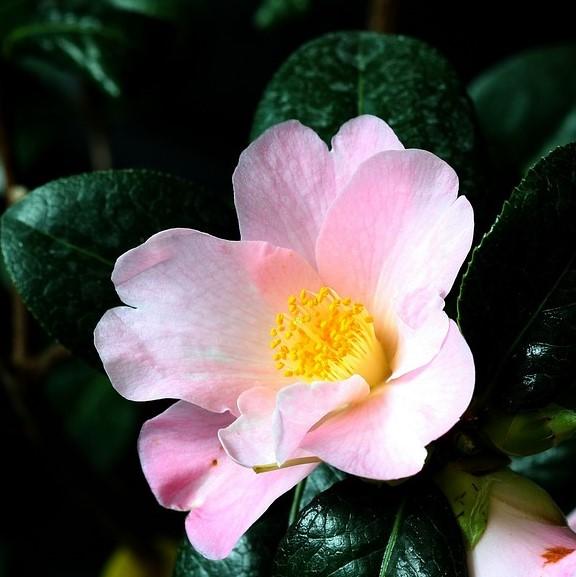 Maidens blush camellia