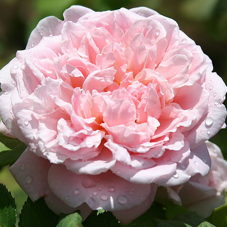 Fragrant masterpieceâ shrub rose by heirloom roses