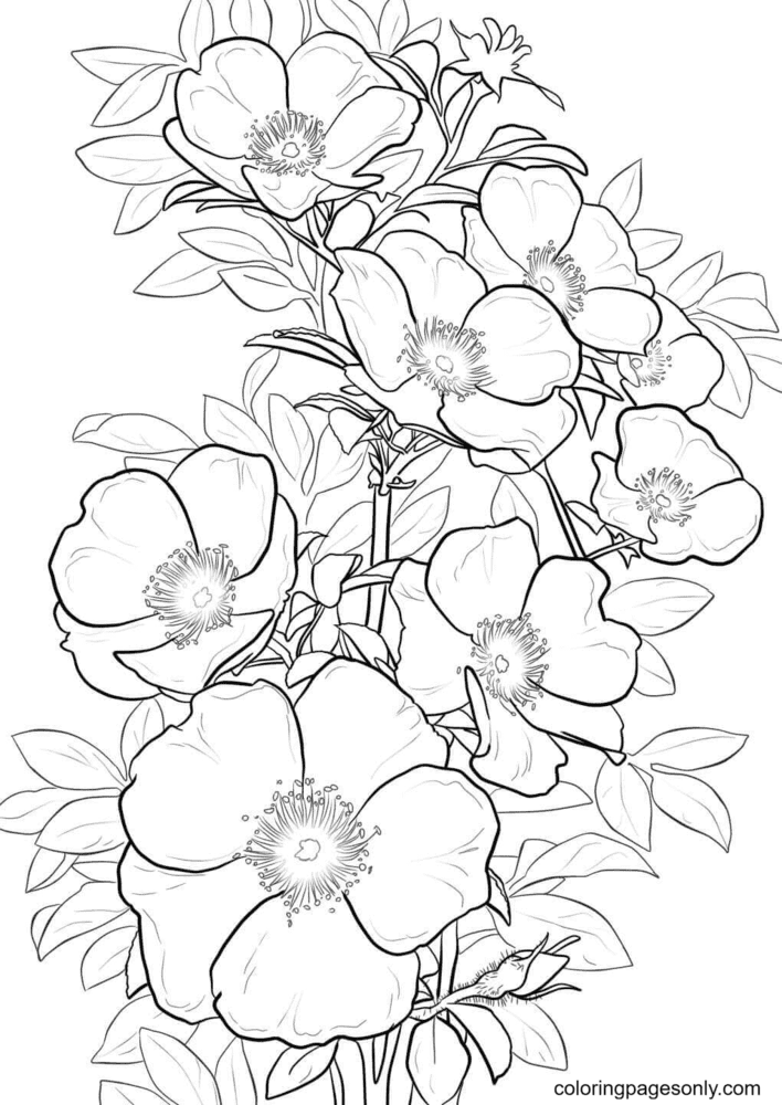 Great maidens blush alba rose coloring page