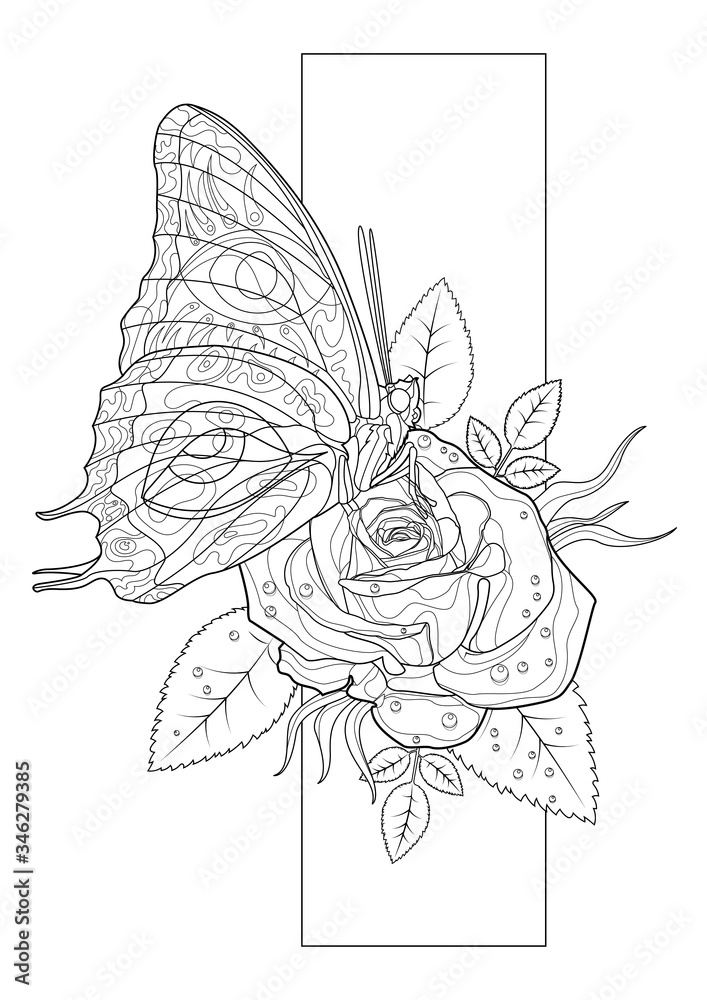 Coloring page line art butterfly and rose for adults stroke without fill vector romantic illustration wedding invitation greeting card style black contour sketch isolated on white background vector