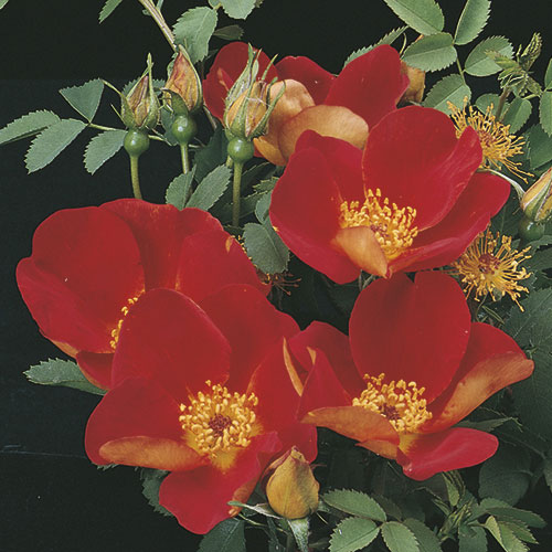 Austrian copper foetida rose