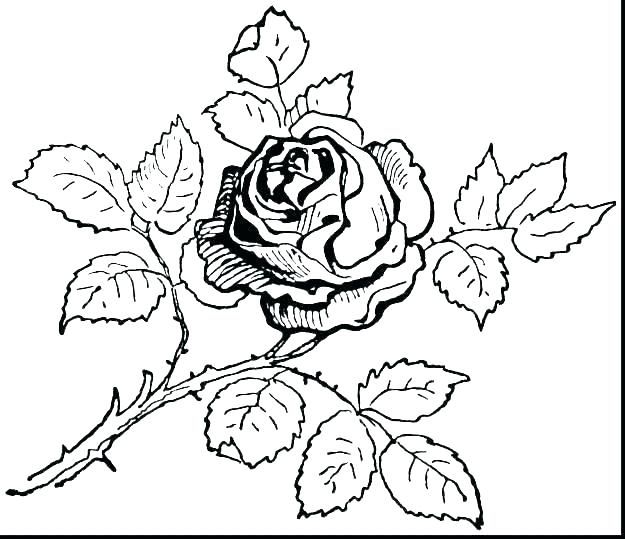 Printable rose coloring pages pdf for everyone