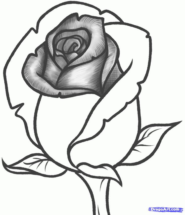 Rose coloring pages coloring page rose